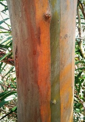 Eucalyptus laophila