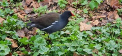 Gallinula chloropus