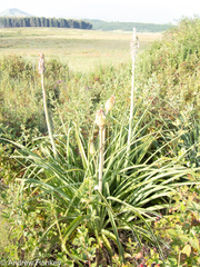 Kniphofia albomontana