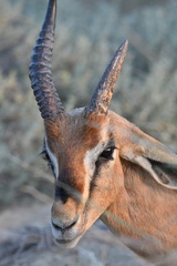Gazella arabica