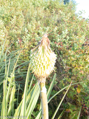 Kniphofia albomontana