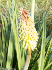 Kniphofia albomontana
