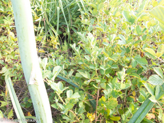 Kniphofia albomontana