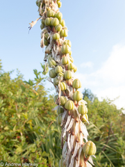 Kniphofia albomontana