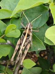 Cyrtacanthacris tatarica