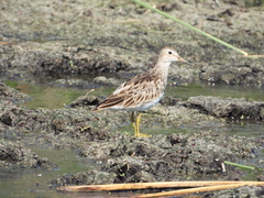 Calidris melanotos