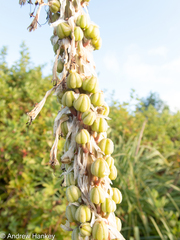 Kniphofia albomontana