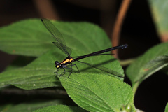 Austroargiolestes chrysoides