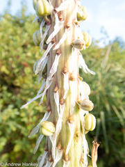 Kniphofia albomontana