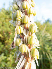 Kniphofia albomontana
