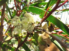 Eucalyptus laophila