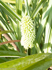 Kniphofia albomontana