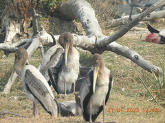 Mycteria leucocephala