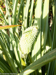 Kniphofia albomontana