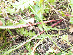Kniphofia albomontana