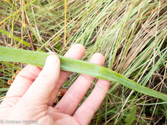 Ledebouria floribunda