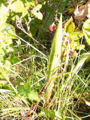 Ledebouria floribunda