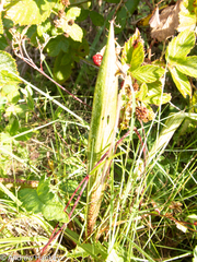 Ledebouria floribunda