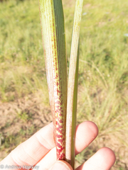 Ledebouria floribunda