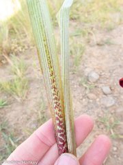 Ledebouria floribunda