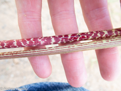 Ledebouria floribunda