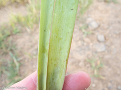 Ledebouria floribunda