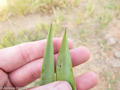 Ledebouria floribunda