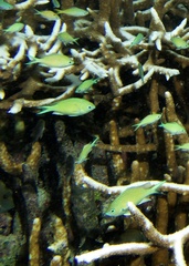 Chromis atripectoralis