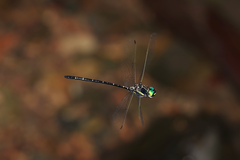 Eusynthemis nigra