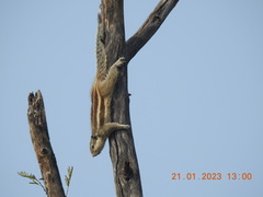 Funambulus pennantii