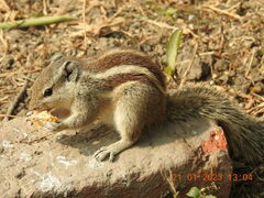 Funambulus pennantii
