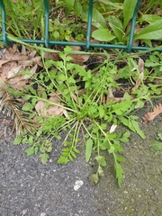 Papaver rhoeas