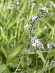 Myosotis discolor