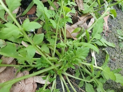 Papaver rhoeas