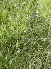 Myosotis discolor