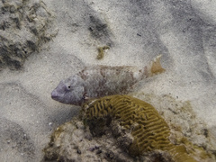 Sparisoma chrysopterum