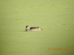 Nettapus coromandelianus