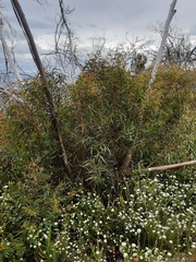 Eucalyptus laophila