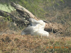 Threskiornis melanocephalus