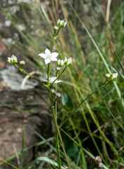 Alepidea natalensis
