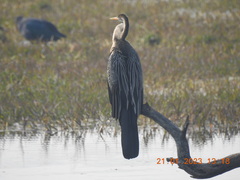 Anhinga melanogaster