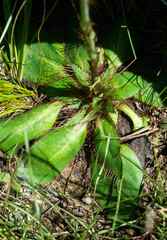 Alepidea natalensis