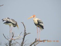Mycteria leucocephala