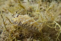 Halgerda albocristata