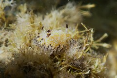 Halgerda albocristata