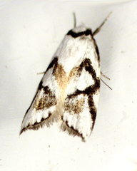 Cosmaresta anarrecta