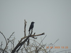 Dicrurus macrocercus