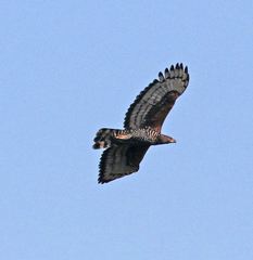 Stephanoaetus coronatus