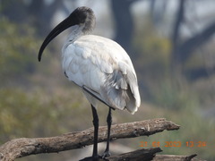 Threskiornis melanocephalus