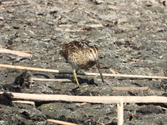 Gallinago paraguaiae